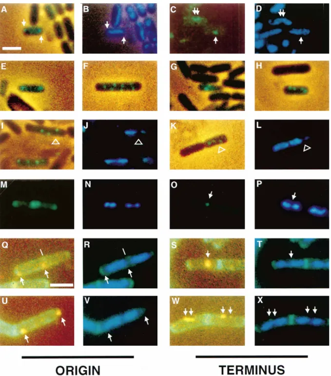 Figure 1. Fluorescence Micrographs of Sporulating and Vegetative Cells with the Operator Cassette Near the Origin or the Terminus The operator cassette is near the origin (amyE) in (A), (B), (E), (F), (I), (J), (M), (N), (Q), (R), (U), and (V) and near the