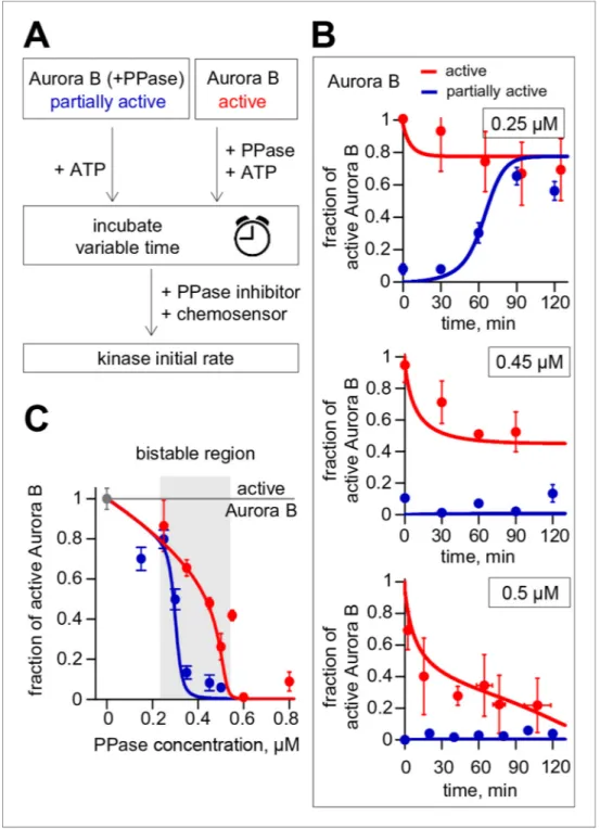 Figure 4. Reconstitution of the coupled Aurora B kinase-phosphatase system in vitro. (A) Diagram of the experimental procedure to study bistability and hysteresis