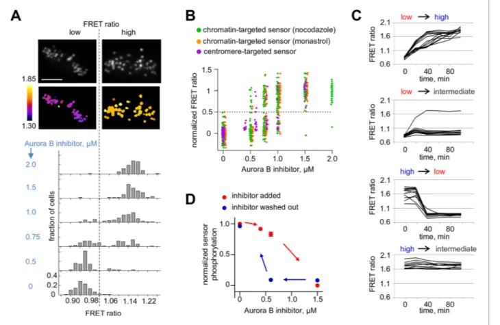 Figure supplement 1. Aurora B and PP1g localizations are not affected by Aurora B inhibition.