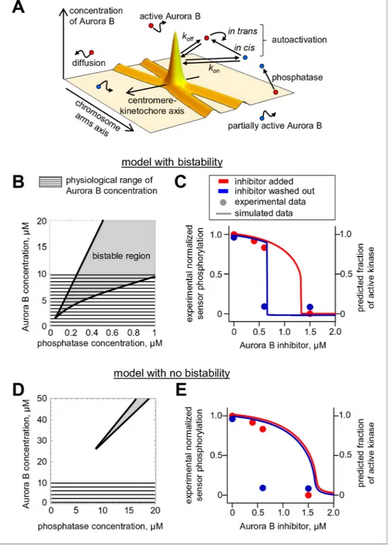 Figure 6. Spatial model of Aurora B activity in the cell. (A) Schematics of the essential features of our spatial model, see Materials and methods for details