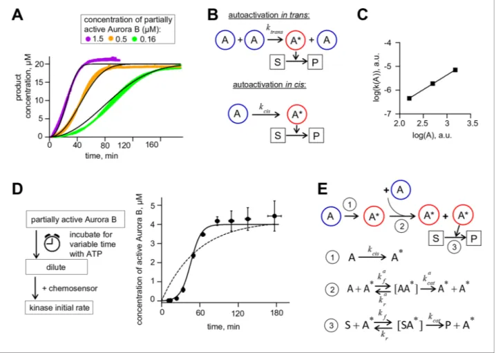 Figure supplement 1. Bicistronic construct of Aurora B-INbox and its dephosphorylation.