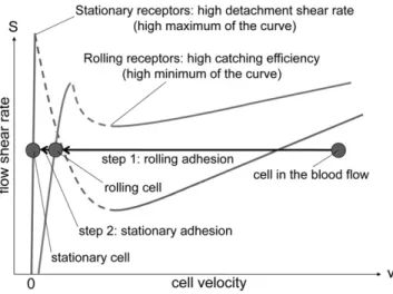 FIGURE 6 Synergy between rolling and stationary adhesion proteins.