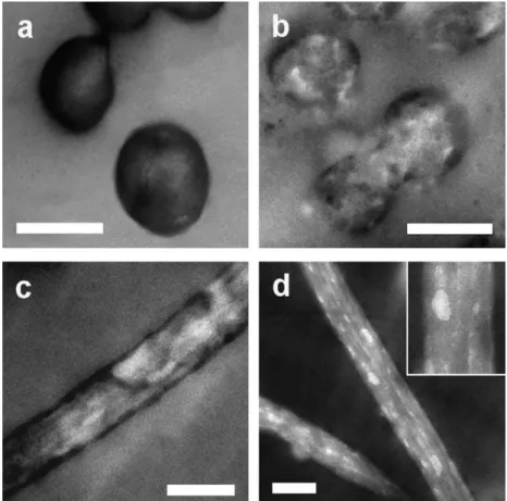 Fig. 8. TEM images of fibers with 75 wt.% P3HT stained using RuO 4 (a), not stained (b, c) and stained with I 2 (d)