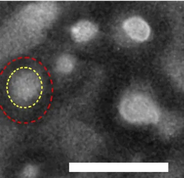 Fig. 10. Cross-sectional TEM image of fibers containing 33 wt.% of P3HT (I 2 stained).