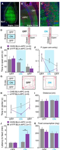 Figure 2. Activation of BLA Projections to the vHPC Increases Anxiety-Related Behaviors BLA neurons were transduced with ChR2 (n = 8 mice) or eYFP (n = 8 mice)