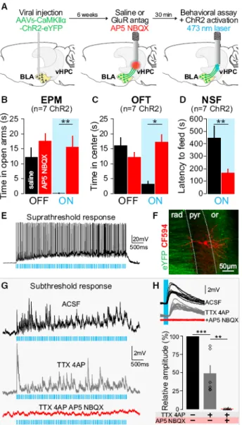 Figure 3. Monosynaptic and Glutamatergic BLA Inputs to the vHPC Are Sufficient to Mediate  Changes in Anxiety-Related Behaviors