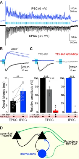 Figure 4. Local Circuit Mechanism Involves Direct Excitation and Indirect Inhibition of BLA- BLA-vHPC Synapses