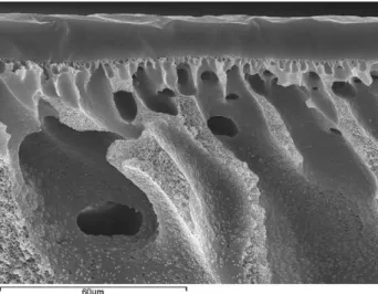 Fig. 10. SEM image of the fracture surface of PU–PVDF thin film composite mem- mem-brane