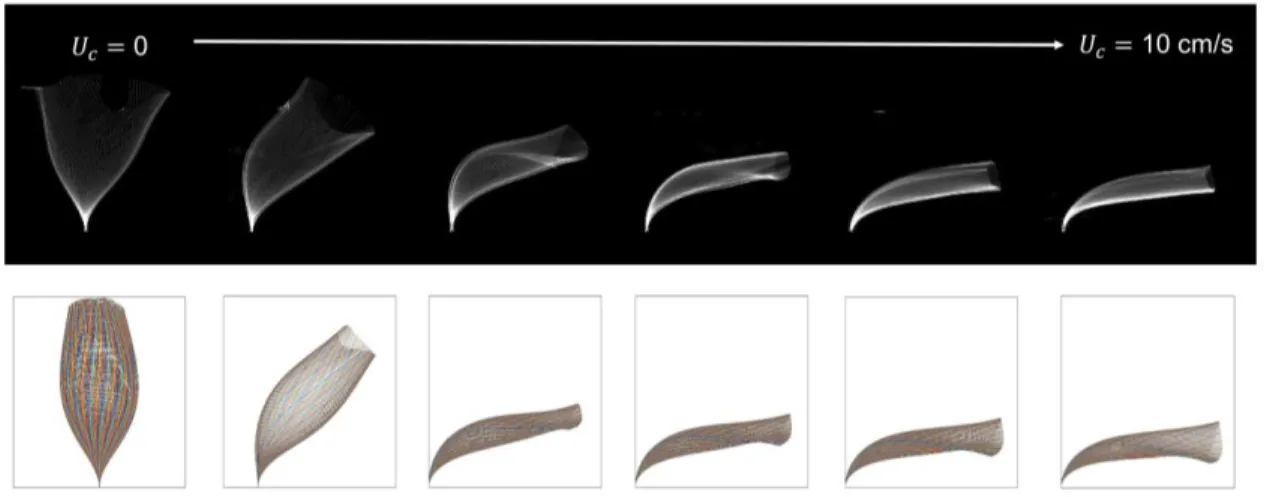 Figure 6. Blade motion over one wave cycle based on digital images of real blades (top row)  474 