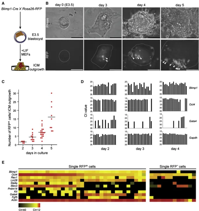 Figure 1. Lineage Tracing and Single-Cell Analysis of Blimp1-Positive Cells from Inner Cell Mass Outgrowth