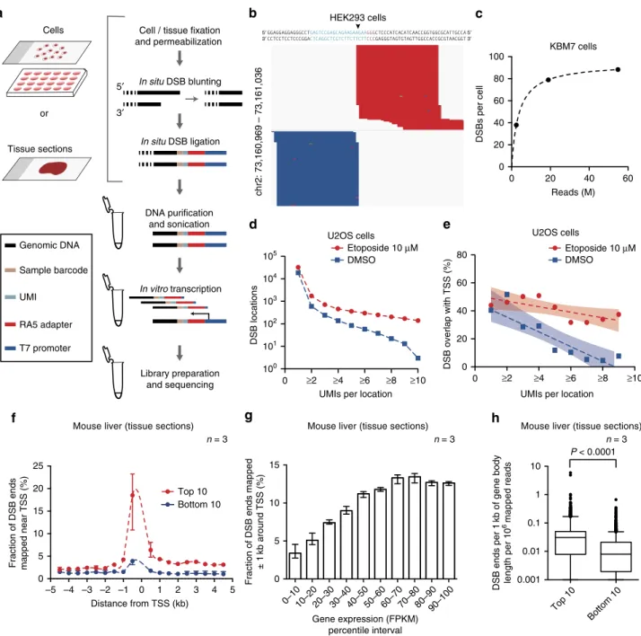 Figure 1 | Quantitative detection of natural and etoposide-induced DSBs. (a) Schematic of BLISS