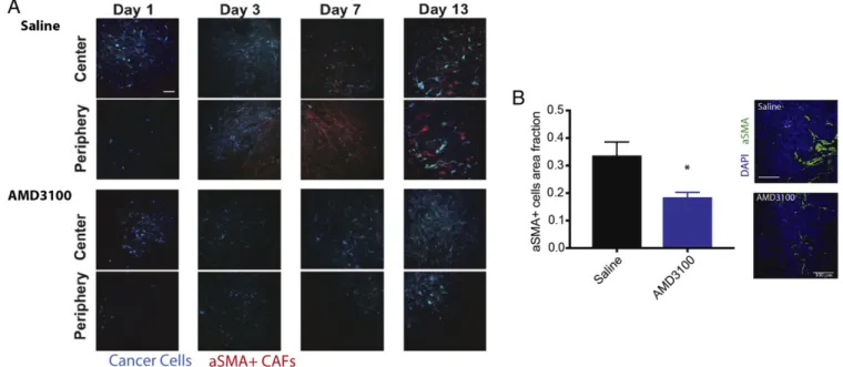 Fig. 2. Inhibition of CXCR4 reduces stromal α SMA + cells in tumors. (A) α SMA-dsRed mice bearing mammary fat pad windows were implanted with MCa- MCa-M3C-CFP breast tumors