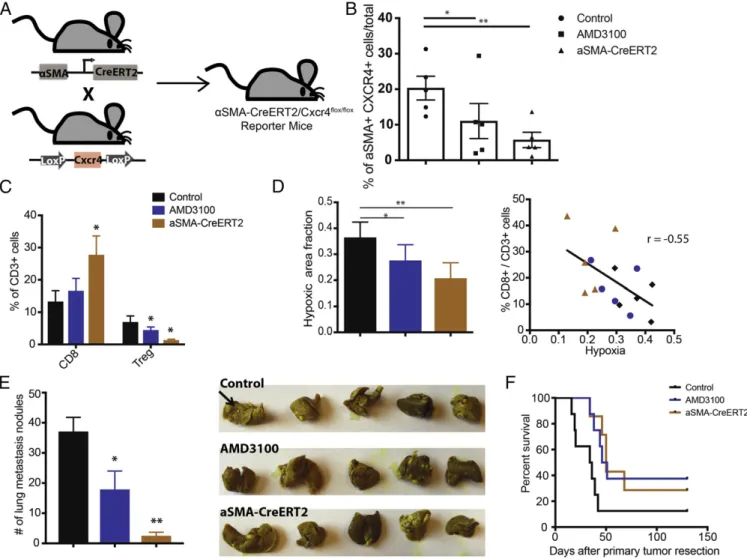 Fig. 4. Conditional deletion of CXCR4 in aSMA + cells reduces immunosuppression and improves animal survival