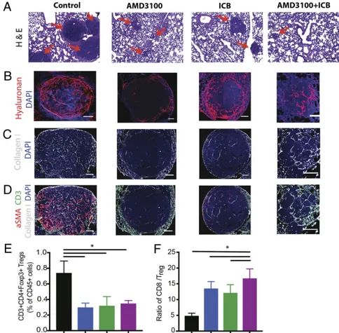 Fig. 5. Inhibition of CXCR4 reduces desmoplasia and increases effector to regulatory T-lymphocyte ratio in the lung metastases