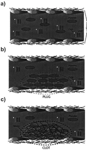 Figure  1-1:  A  schematic  demonstrating  the  role  of  vWF  in  the  blood  stream