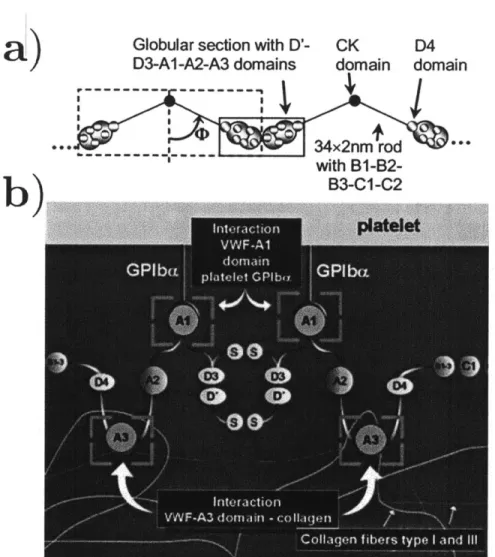 Figure  1-2:  a)  The  spatial  structure  of two  end-to-end  vWF  "dimers."  Most  of the binding  domains  (Al  through  A3)  are  located  in  globular  units,  while  the  other structural  units  form  a  "rod"  structure