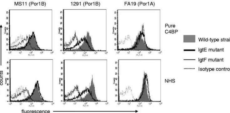 FIG. 2. C4BP binding to N. gonorrhoeae strains MS11 (Por1B), 1291 (Por1B), and FA19 (Por1A) and their lgtE and lgtF mutants