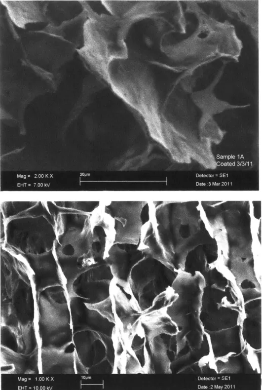 Figure  7.  SEM  of NFC  Foam  Samples  coated at 75  s; two  different  magnifications.