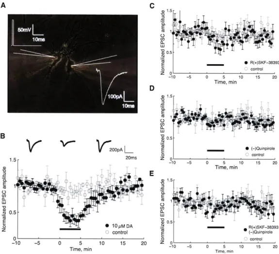 Figure  3.  Bath  application  of  dopamine  and  D 1 ,  D 2  agonists  results  in  a transient depression  of  EPSC  amplitude