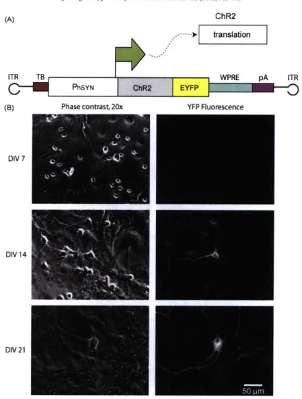 Fig. 1. (A) Expression  cassette for rAAV-PhSYN  -ChR2. The  human synapsin promoter  (PhSYN)  drives  expression of ChR2-EYFP