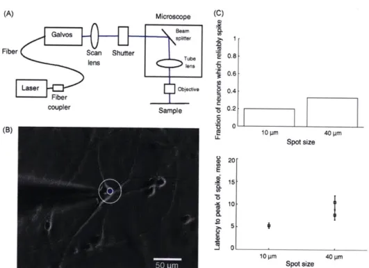 Fig. 4.  (A) YFP  image  of neuron expressing ChR2 at 20x  magnification. The blue circles indicate the locations  of laser stimulation  in a grid around the neuron
