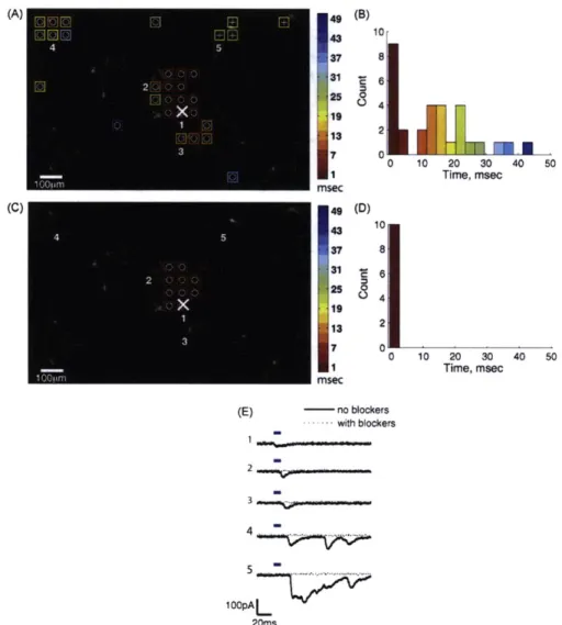 Fig.  6.  Another example  illustrating  the  search  for synaptic  responses.  Image  of culture  at 4x  showing YFP  fluorescence  (A and C)