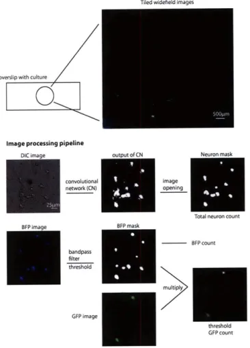 Figure  2:  Schematic  of  data  collection  and  analysis.  Coverslips  were  imaged  in widefield  tilings