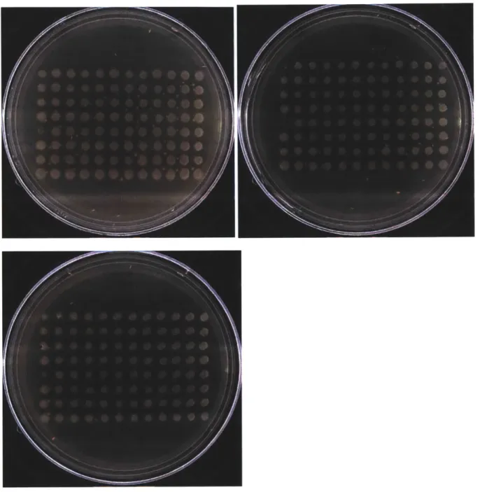 Figure 3.  nusA  separation  of function screen.  Clockwise  from top left:  control plate, NFZ treated  plate (5  gM),  UV  treated plate  (20  J/m 2 )