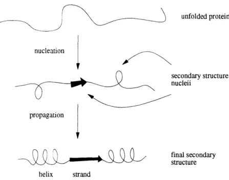Figure  1-9: The  secondary  structure  nucleation-propagation  model heavily influenced early  protein  structure  prediction  methods.