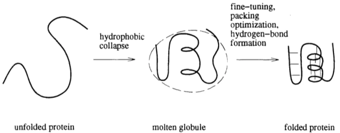 Figure  1-13: The  hydrophobic  collapse model of protein  folding proceeds in two stages.