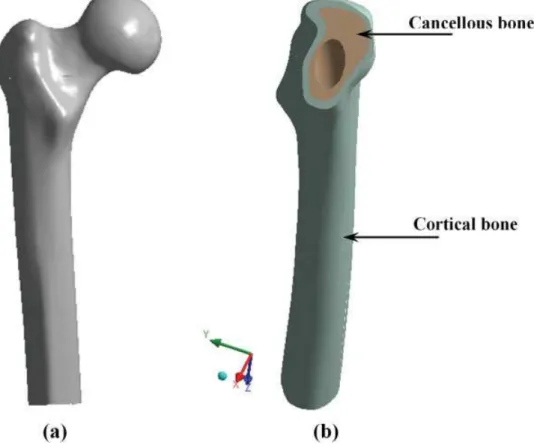 Figure 1. 3D geometry of the cut femoral bone and coordinate system: (a) intact bone and (b) cut bone
