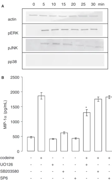 Figure 5. Codeine activates mitogen-activated protein kinase activation. (A) LAD2 cells were stimulated with codeine 2.5 lg/