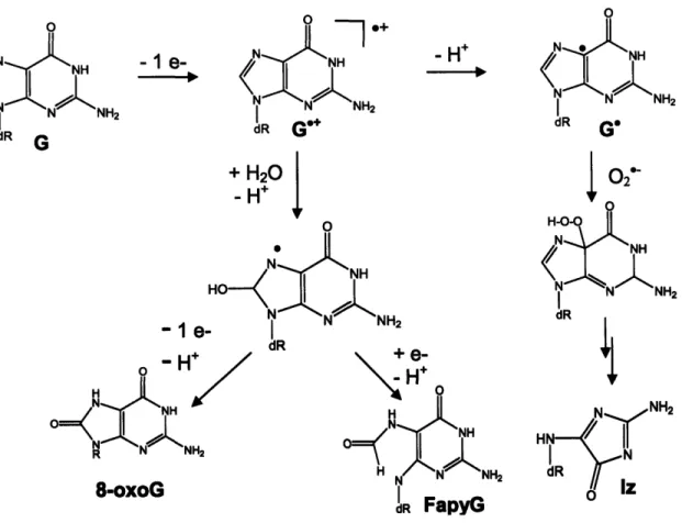 Figure 1-2.  Oxidation of guanine by electron transfer.  Abbreviations:  G,