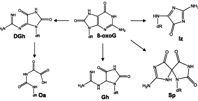 Figure  1-3.  Products of 8-oxoguanine oxidation  by electron transfer.