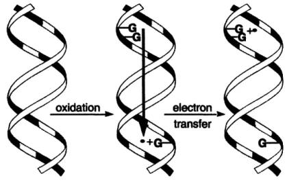 Figure 1-4.  Oxidative electron transfer through  DNA helix.  Adapted from  (38).