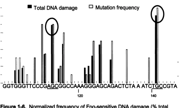 Figure  1-6.  Normalized frequency of Fpg-sensitive DNA damage  (% total damage) and  mutation frequency (total number of mutations)  after exposure to ONOOCO2j