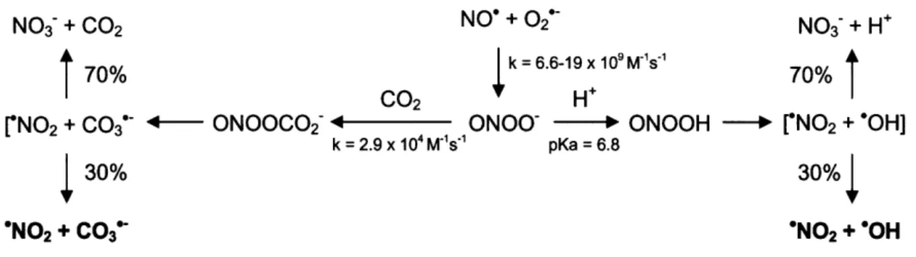Figure  2-1.  Decomposition  of peroxynitrite  in the absence and  presence of CO 2 .