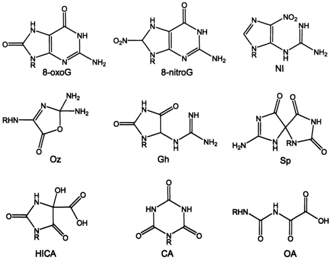 Figure 2.2.  Guanine  lesions observed  at high and  low ONOO' fluxes in phosphate buffer at physiological pH.