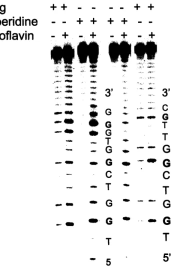 Figure 2-3A.  A typical picture of a sequencing gel  used for quantification of relative guanine damage induced  by photoactivated riboflavin