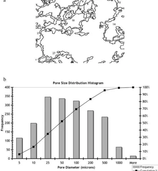 Figure 1. Pore size estimation by image analysis. (a) Edited image with pore separation and result- result-ant porosity analysis; (b) cumulative pore size distribution histogram.
