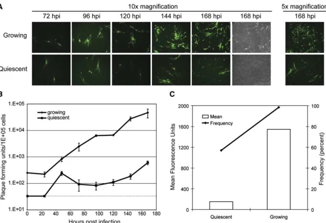 Fig. 4. Cell cycle progression is critical for efficient TPV-GFP replication and spread