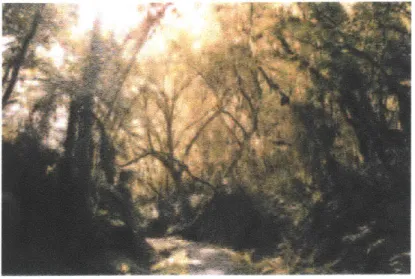 Figure  2-4:  A  view  of  a forest  that  shows  how  scale space  can  be  a  useful  parameter  to add to  a  description of  an  image.