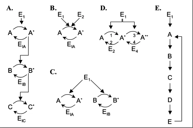 Figure 2.4. Diagrams of extended signaling structures. A) linear cascade, B) converging pathways, C)  diverging pathways, D) dual activation steps, E) cascade with feedback (single-step activation as in A)