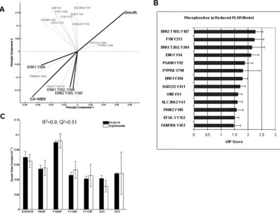 Figure 6. PLSR visualization of Cell Viability, CA-MEK and reduction of PLSR GBM cell growth model