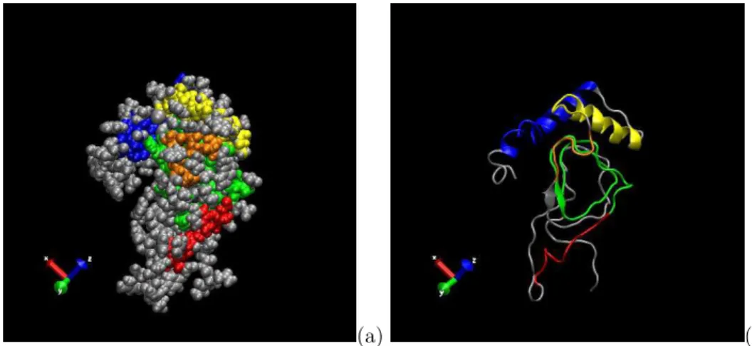 Figure 3. Example of five largest domains identified in PrP 27–30: the general view (a) and cartoon (b)