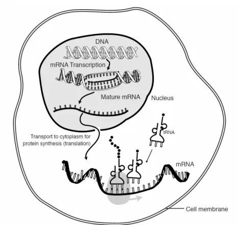 Fig. 1. The Central Dogma of Biology. DNA leads to mRNA via transcription and then to Proteins via translation.