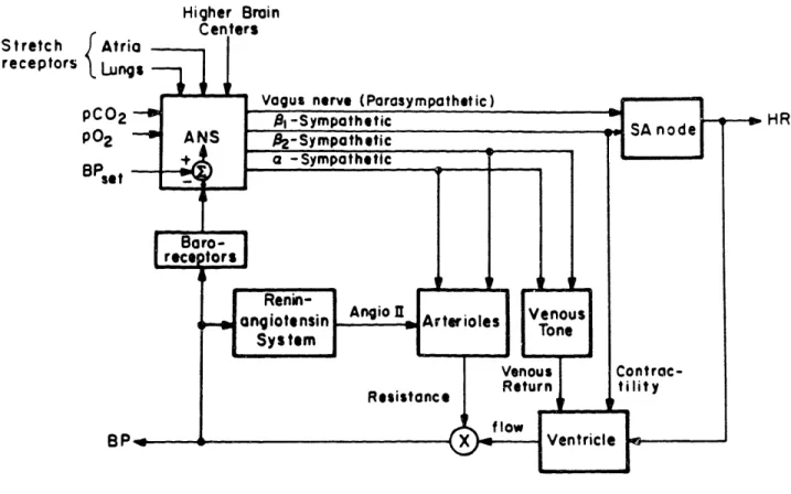 Figure  2.5.  Block  diagram  of  short-term  cardiovascular  control.  Each block  represents  a  separate  functional  entity,  and  the connecting  lines denote  paths of neural  conduction  or blood  flow.