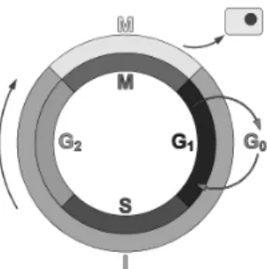 Figure 1: Schematic of a cell cycle. Outer Ring: I=Interphase, M=Metaphase; Inner Rring: