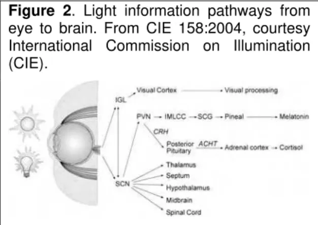 Figure 2. Light information pathways from  eye to brain. From CIE 158:2004, courtesy  International Commission on Illumination  (CIE)