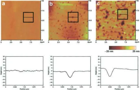 Figure 6. TMAFM micrographs of 50 EP 1/50 PP 2 after FIB sample preparation: (a) 0% crosslinked; (b) 50%